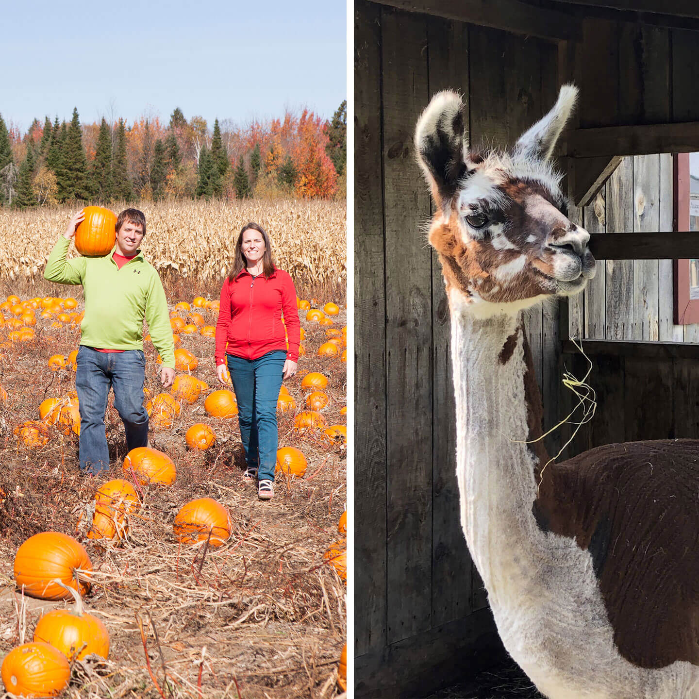 Ferme Éthier - Les Fruits Soleil