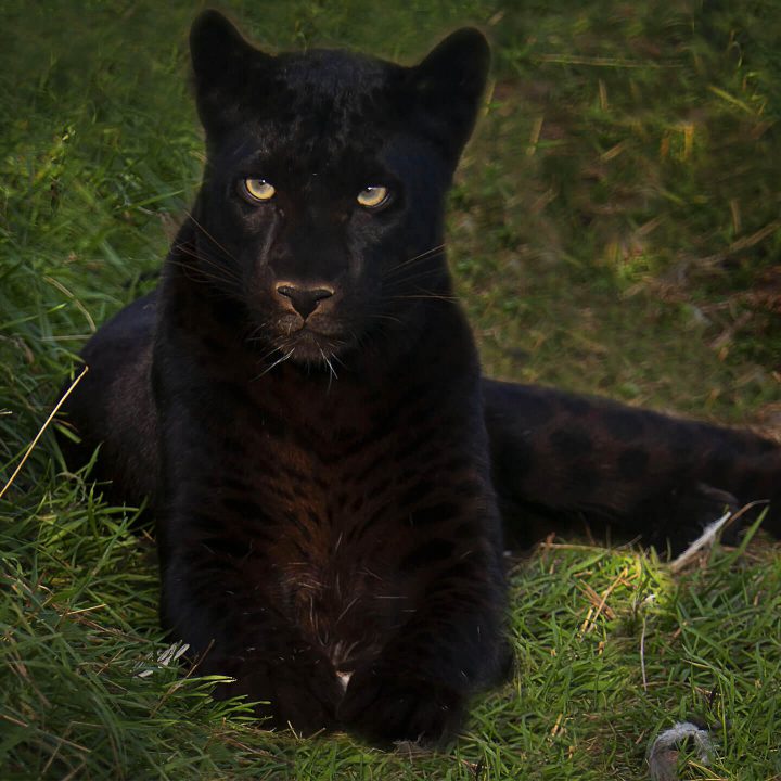 Zoo Animalia