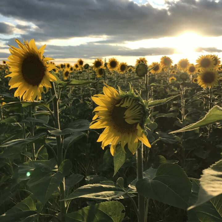 Tournesols - Passion Lavande
