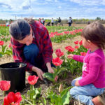 Petite escapade, grandes découvertes : tulipe, asperge et croque-pomme