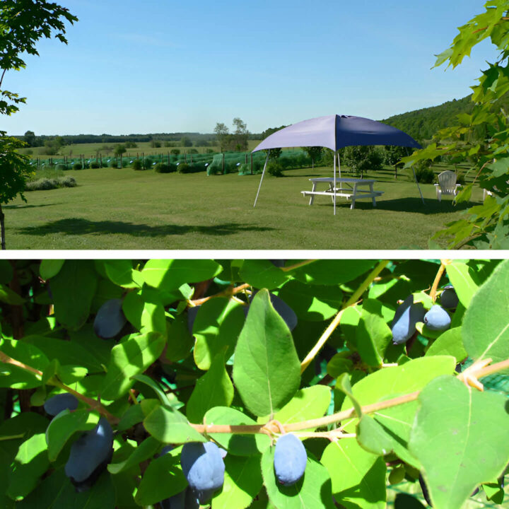 Aux Multiples Jardins