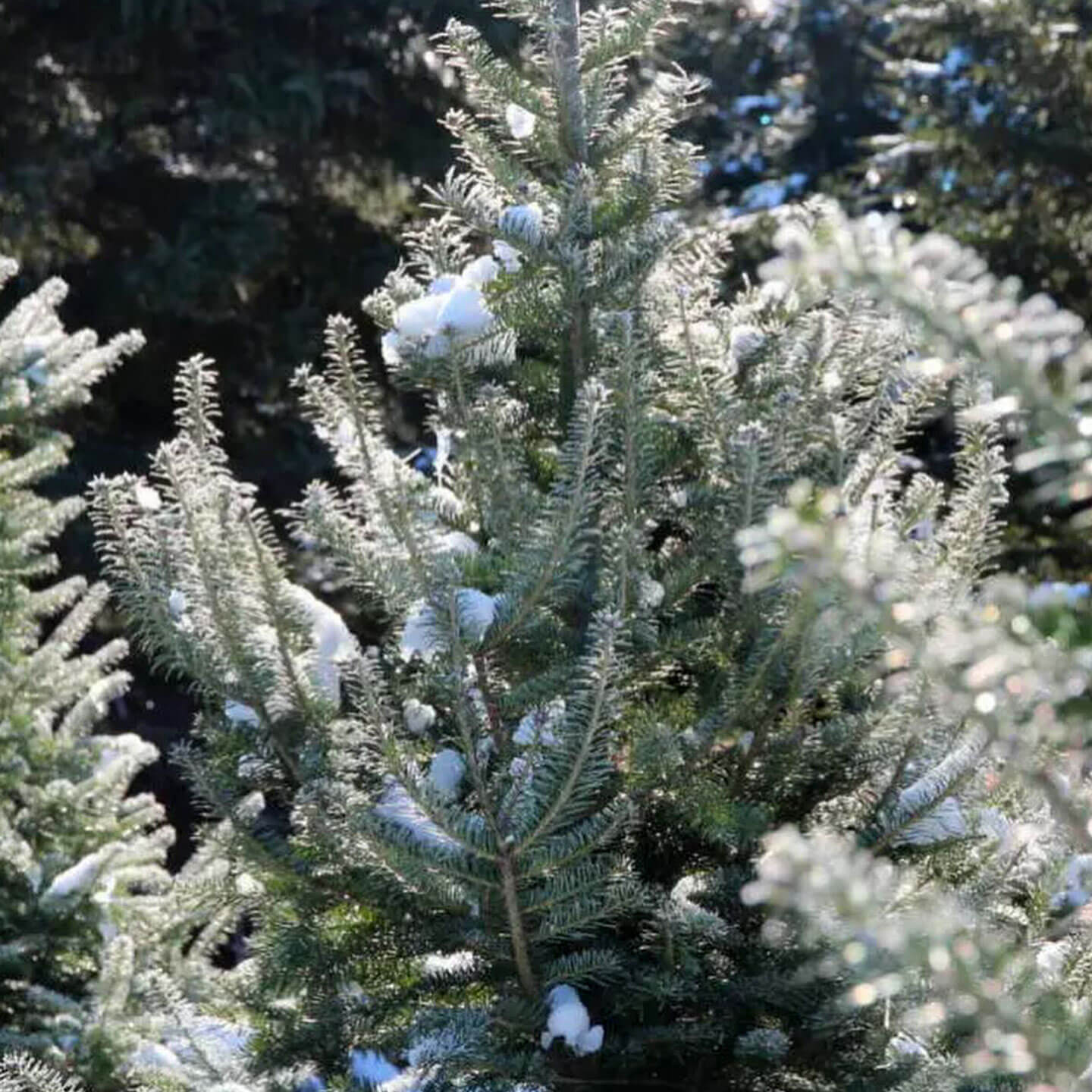 Sapin : Labyrinthe Coureur des Bois