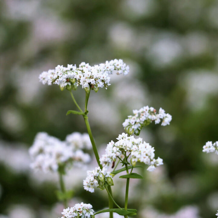 Fleurs de sarrasin