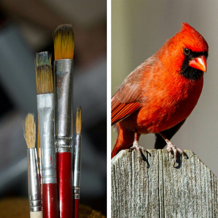Atelier de peinture acrylique - Thème : cardinal