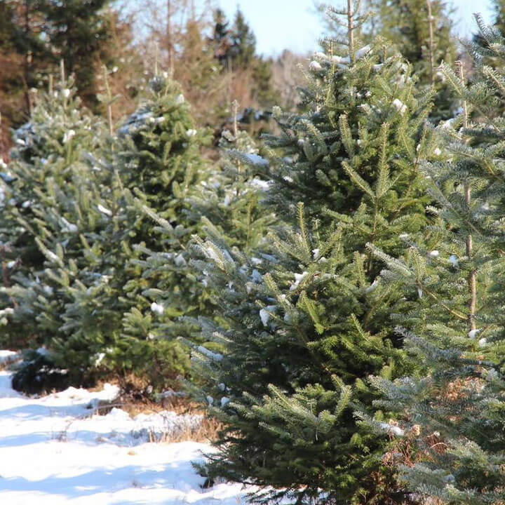 Sapins de Noël - Pépinière du Parc