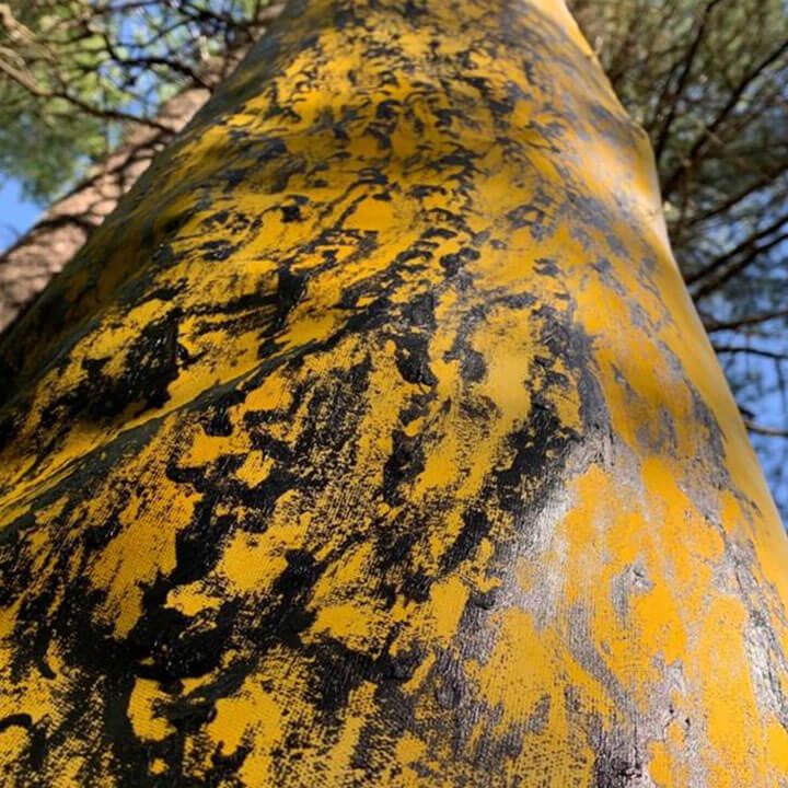 exposition « Mise en mémoire de la beauté des arbres » de l'artiste Pierre E. Leclerc